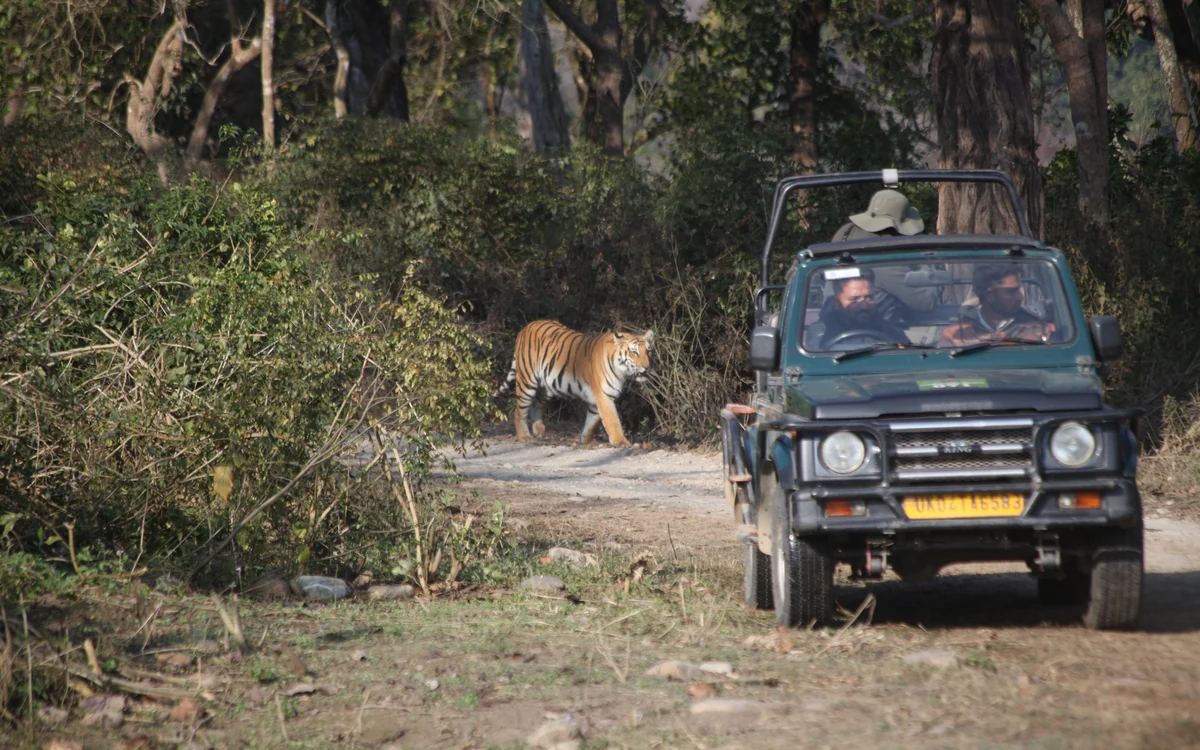 Jeep Safari booking assistance in Corbett