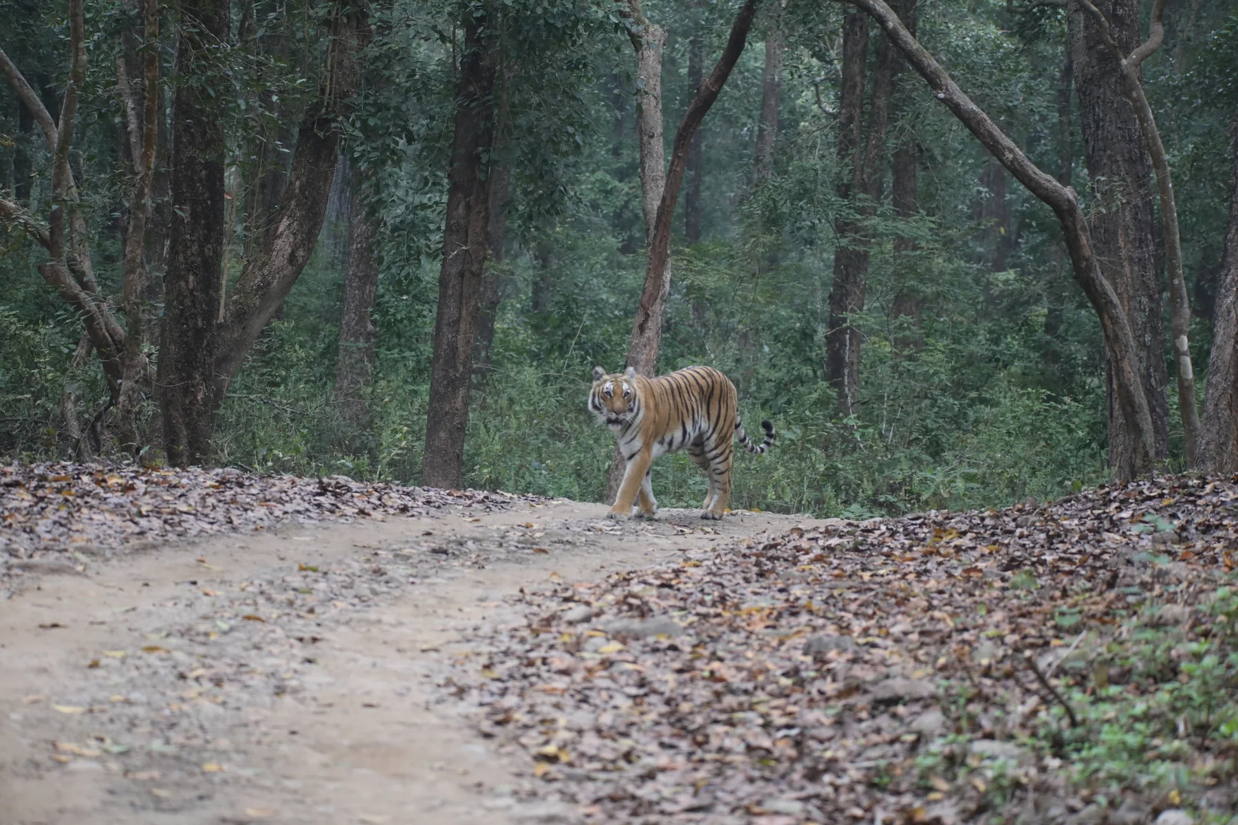 Corbett Tour Packages - Tour My Corbett