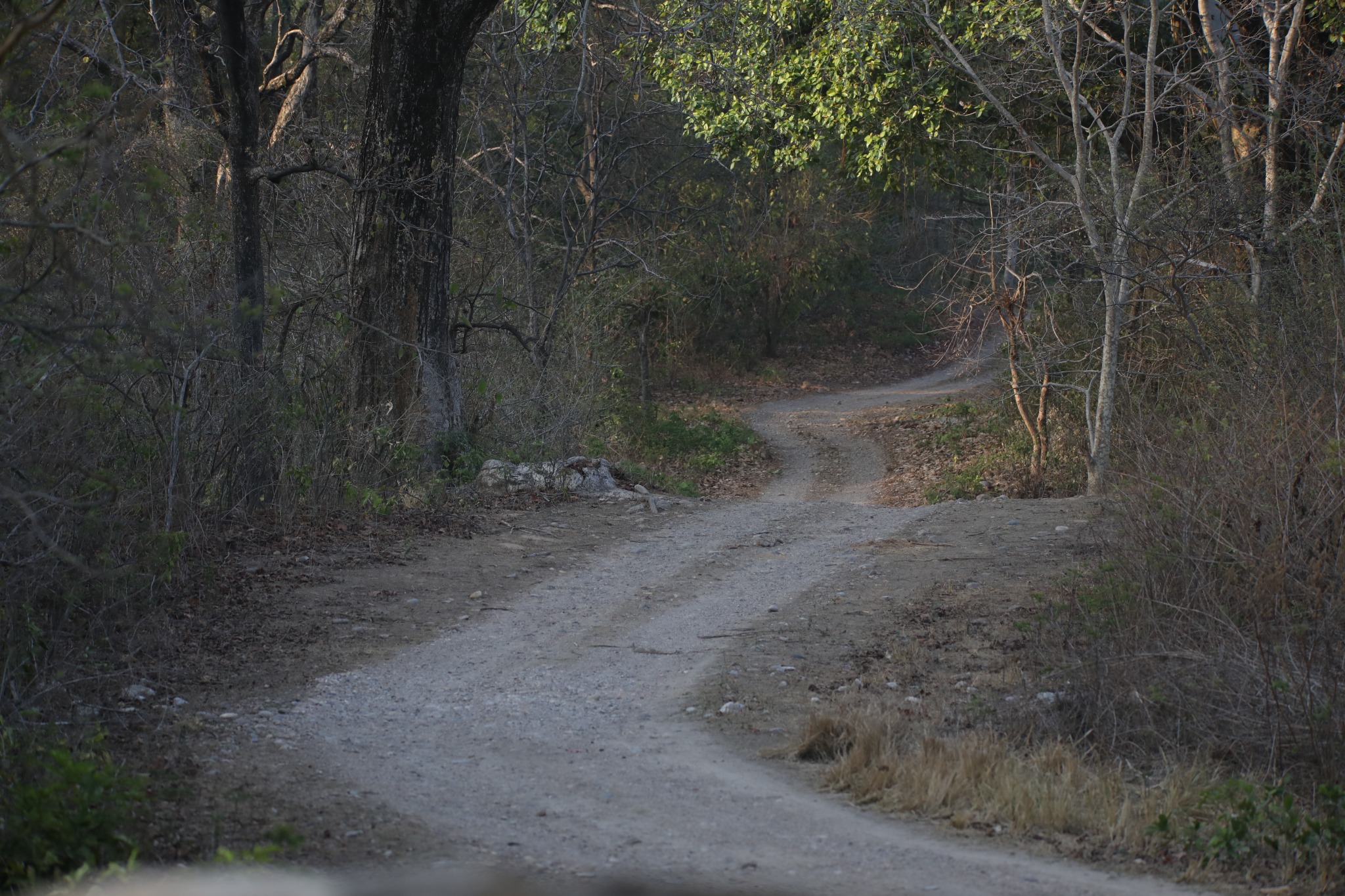 Forest safari track in the Jim Corbett area