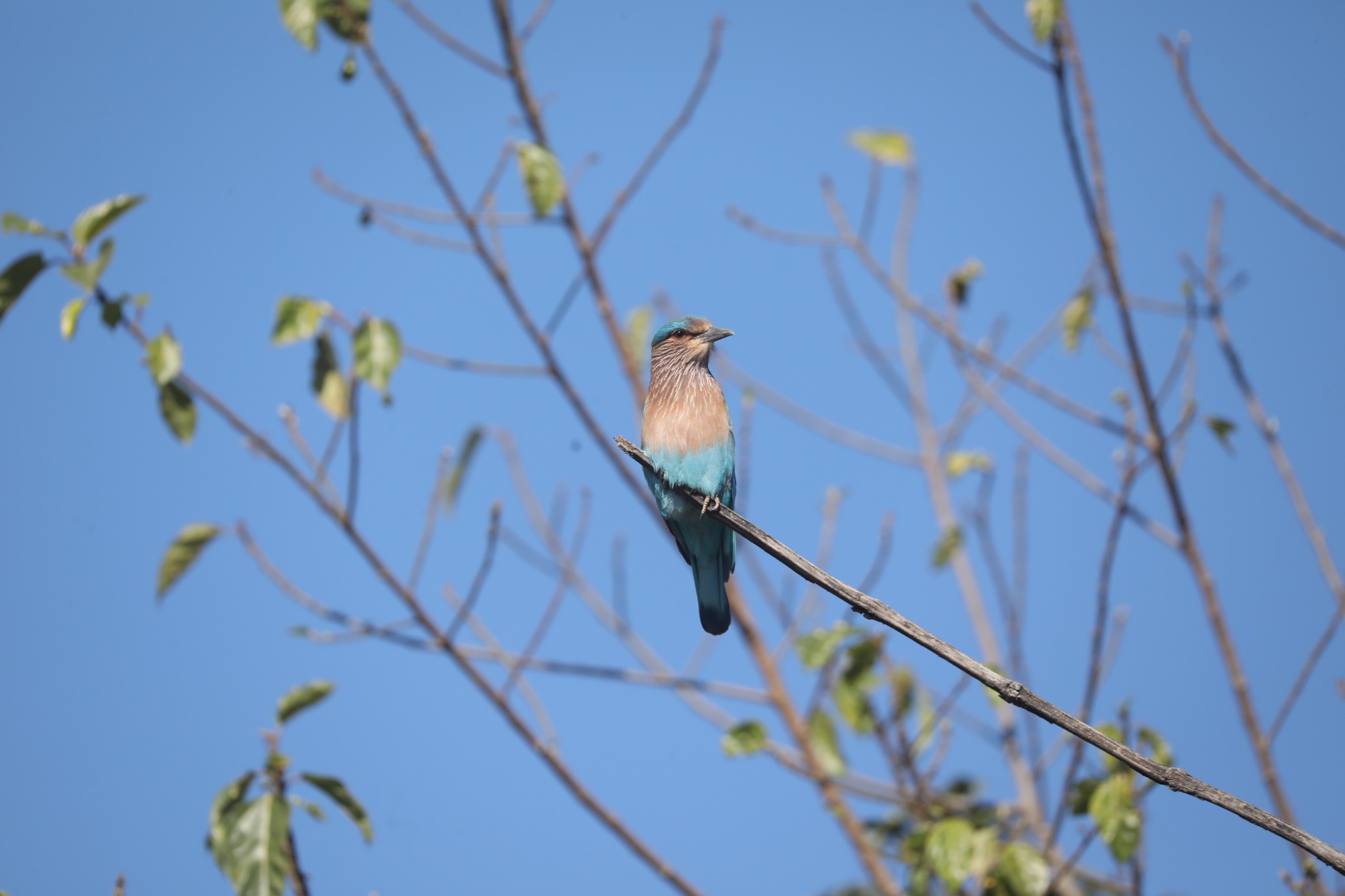 Jim Corbett area safari and wildlife photograph