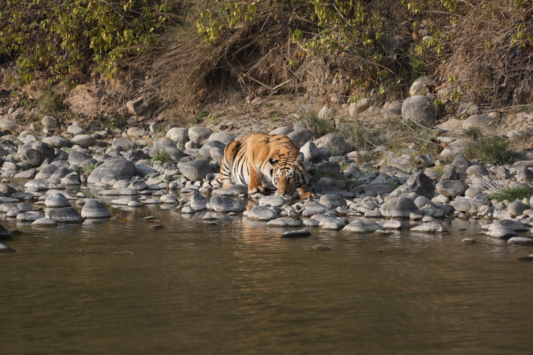 Jim Corbett area safari and wildlife photograph