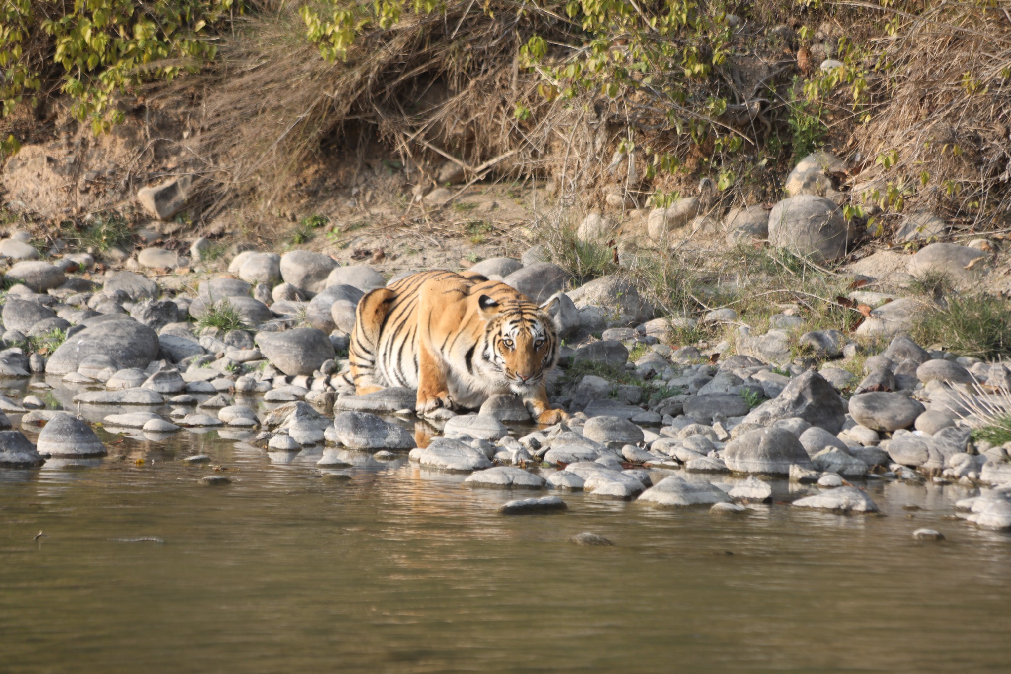 Jim Corbett area safari and wildlife photograph