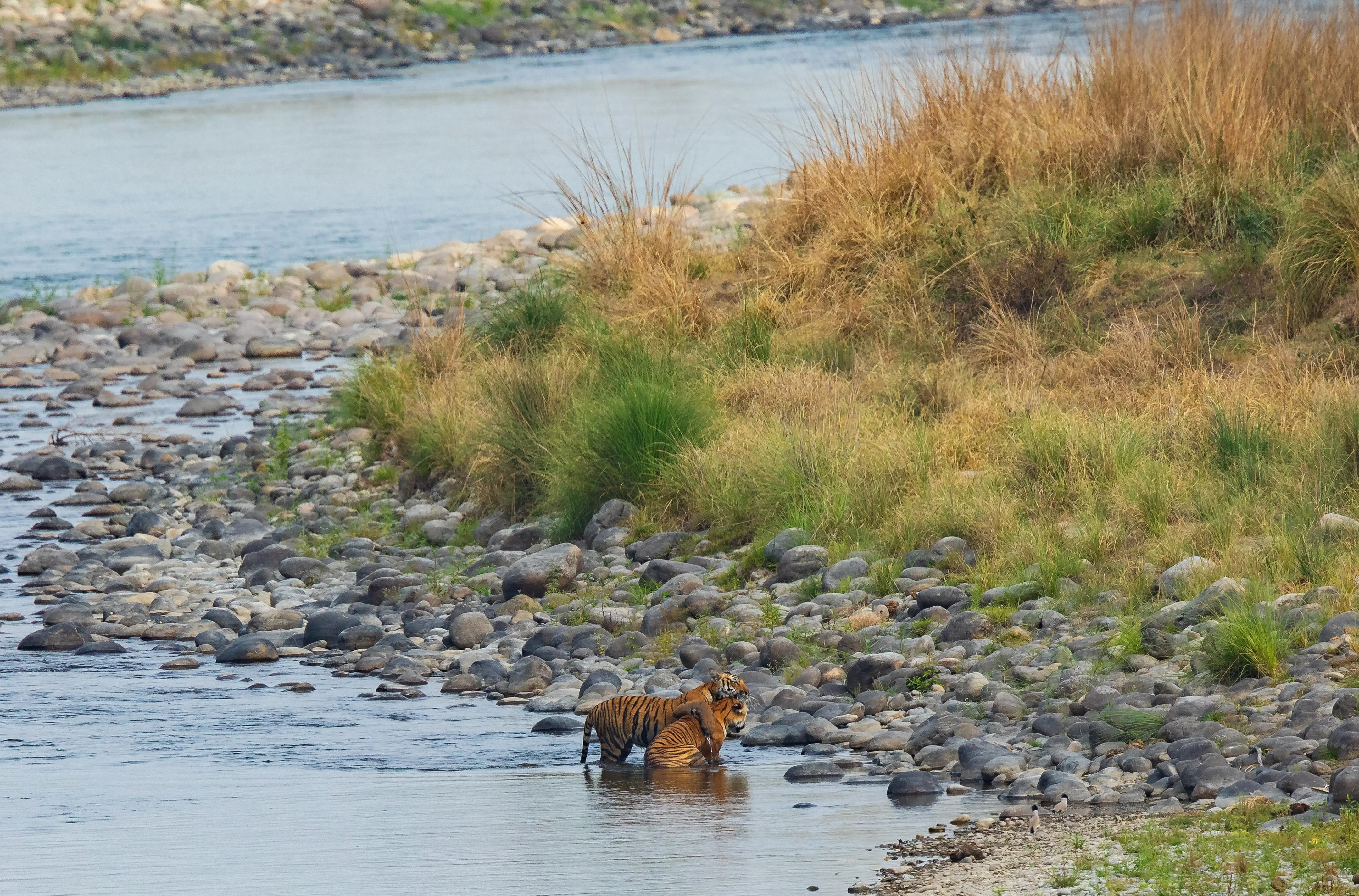 Jeep Safari in Corbett