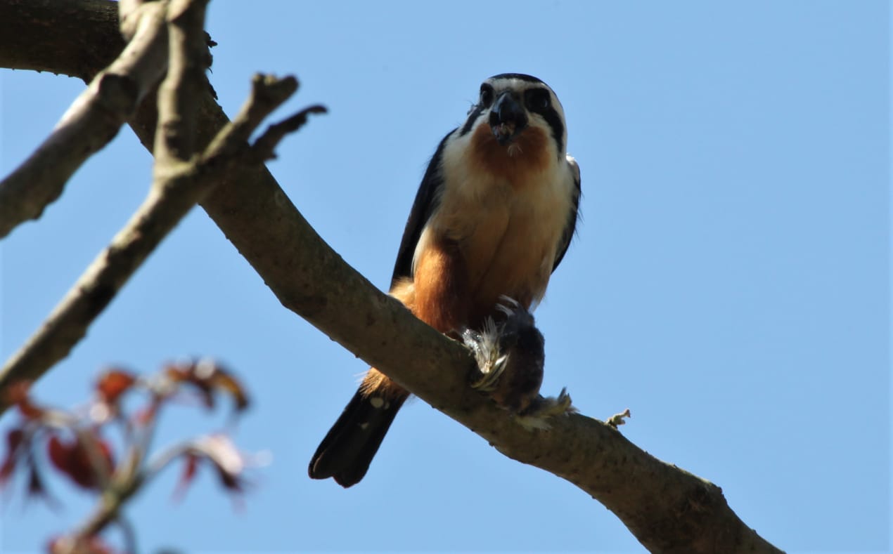 facilities for visitors at corbett
