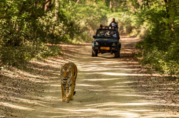 Wildlife in Dhikala Safari Zone