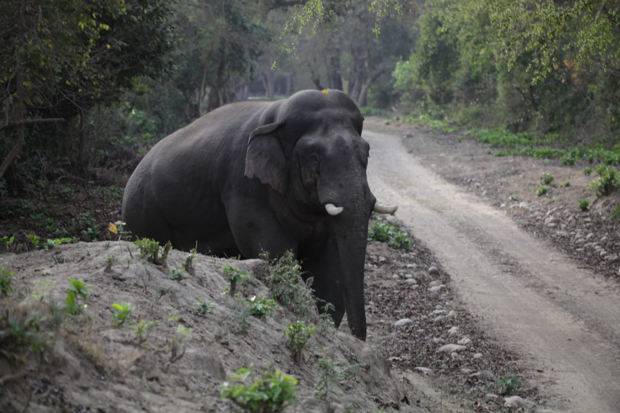 fauna in corbett