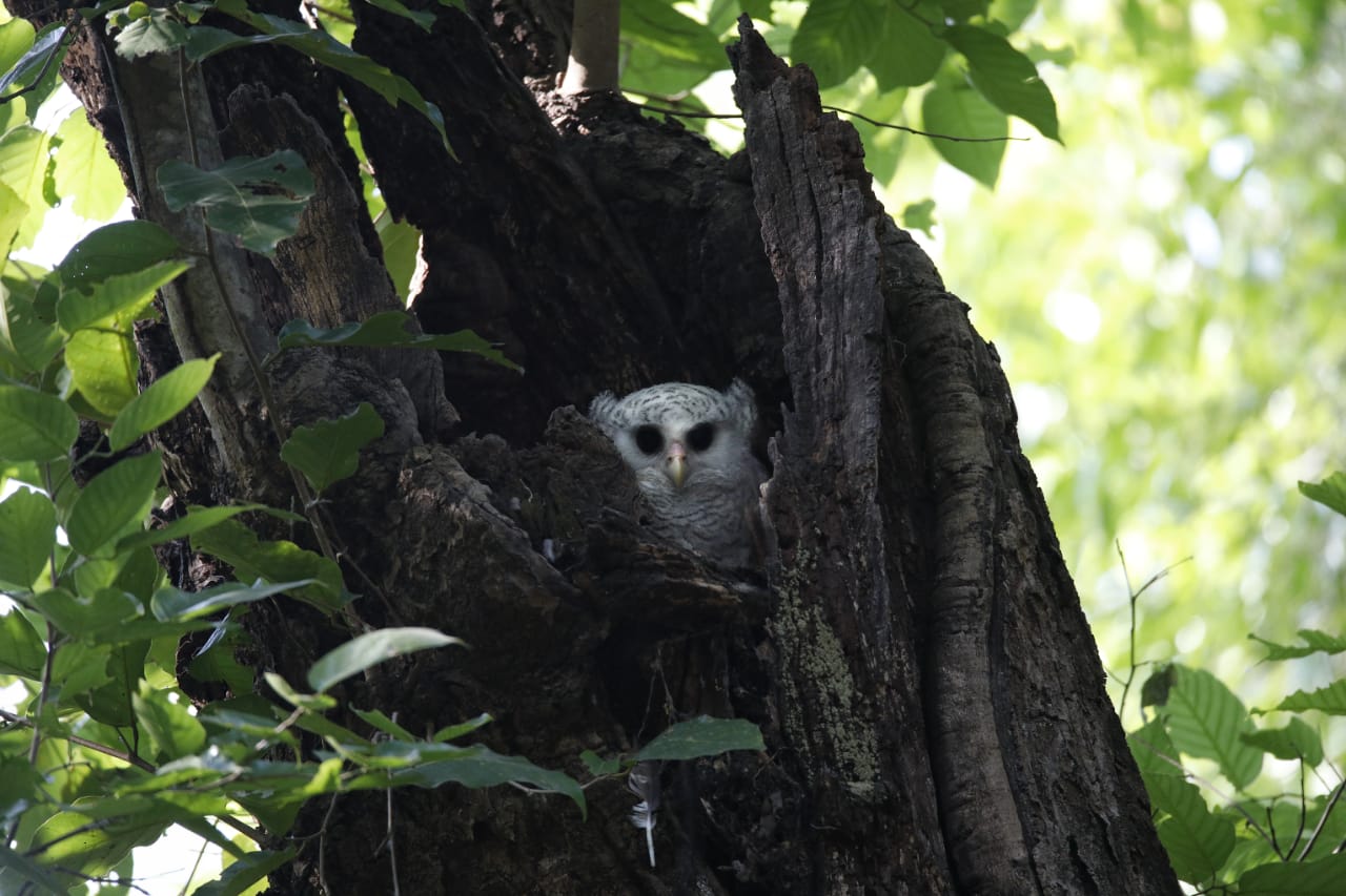 corbett best time visit