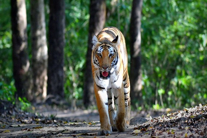 Scenic view of Sitabani Forest Zone