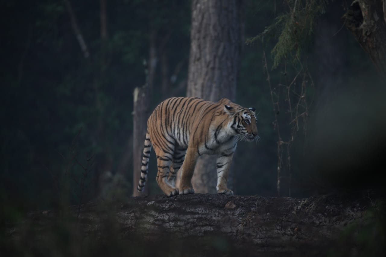 Dos and Don'ts in Corbett Tiger Reserve