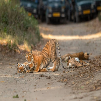 Bijrani Tourism Zone safari