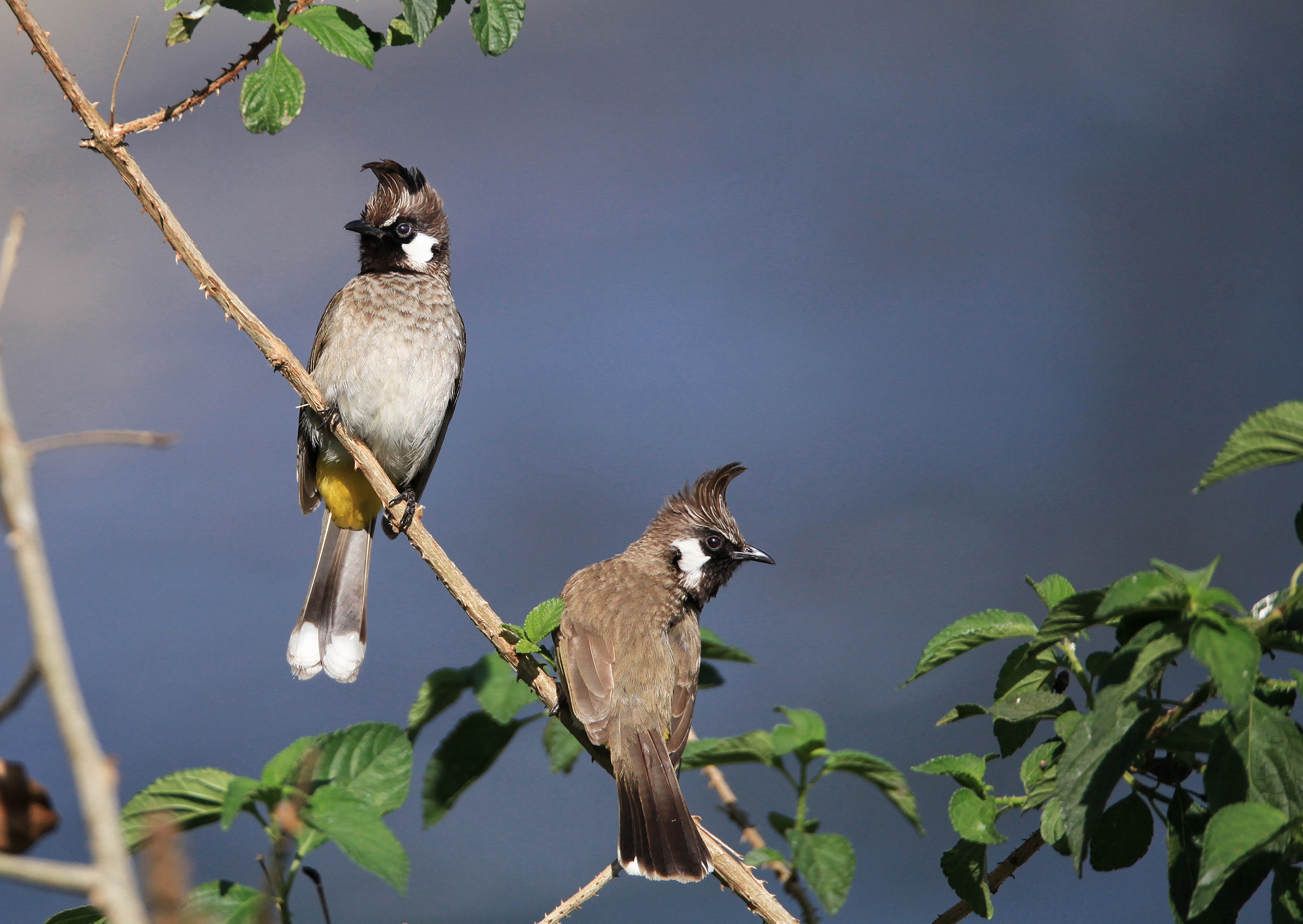 corbet durgadevi safari