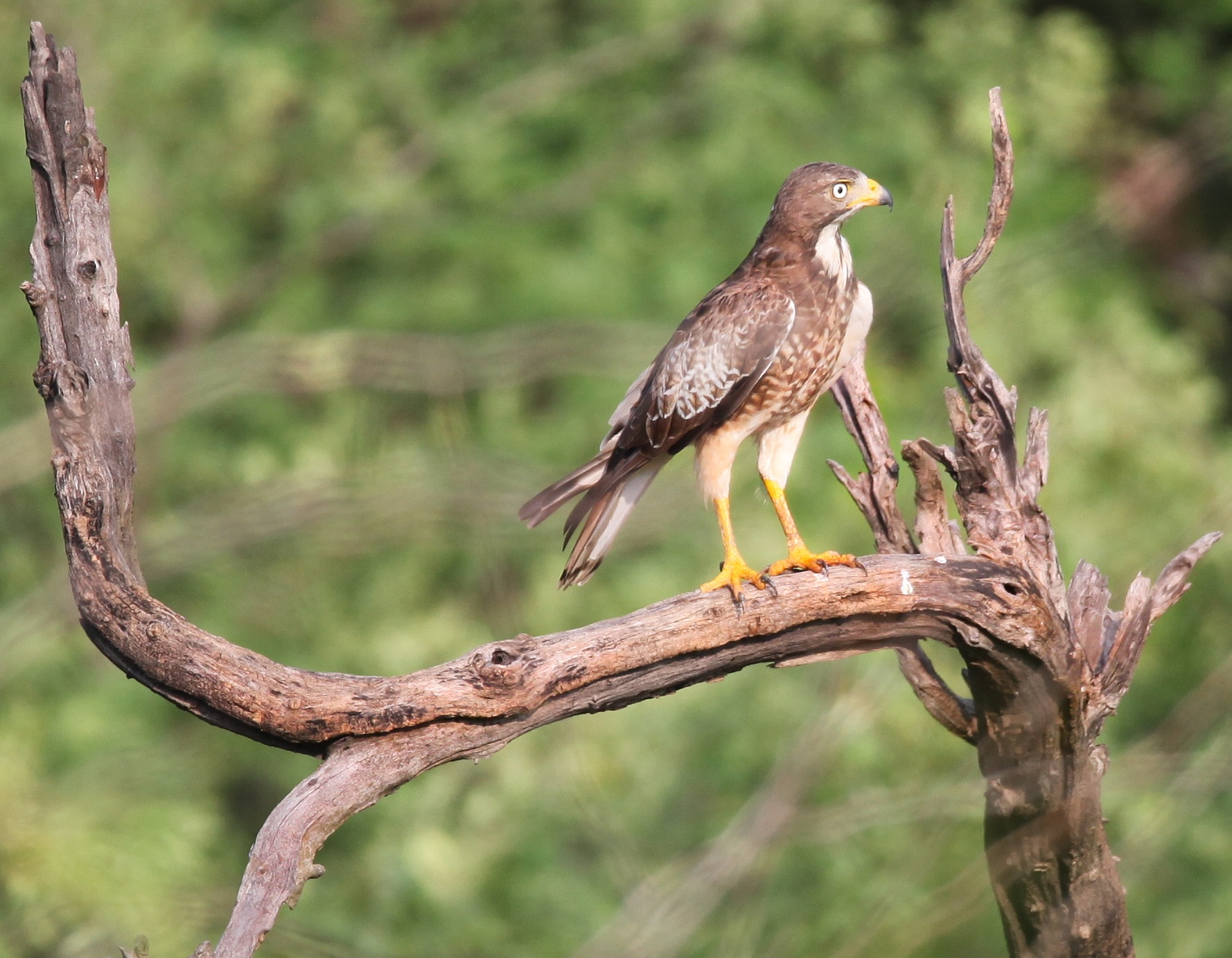 corbet jhirna safari