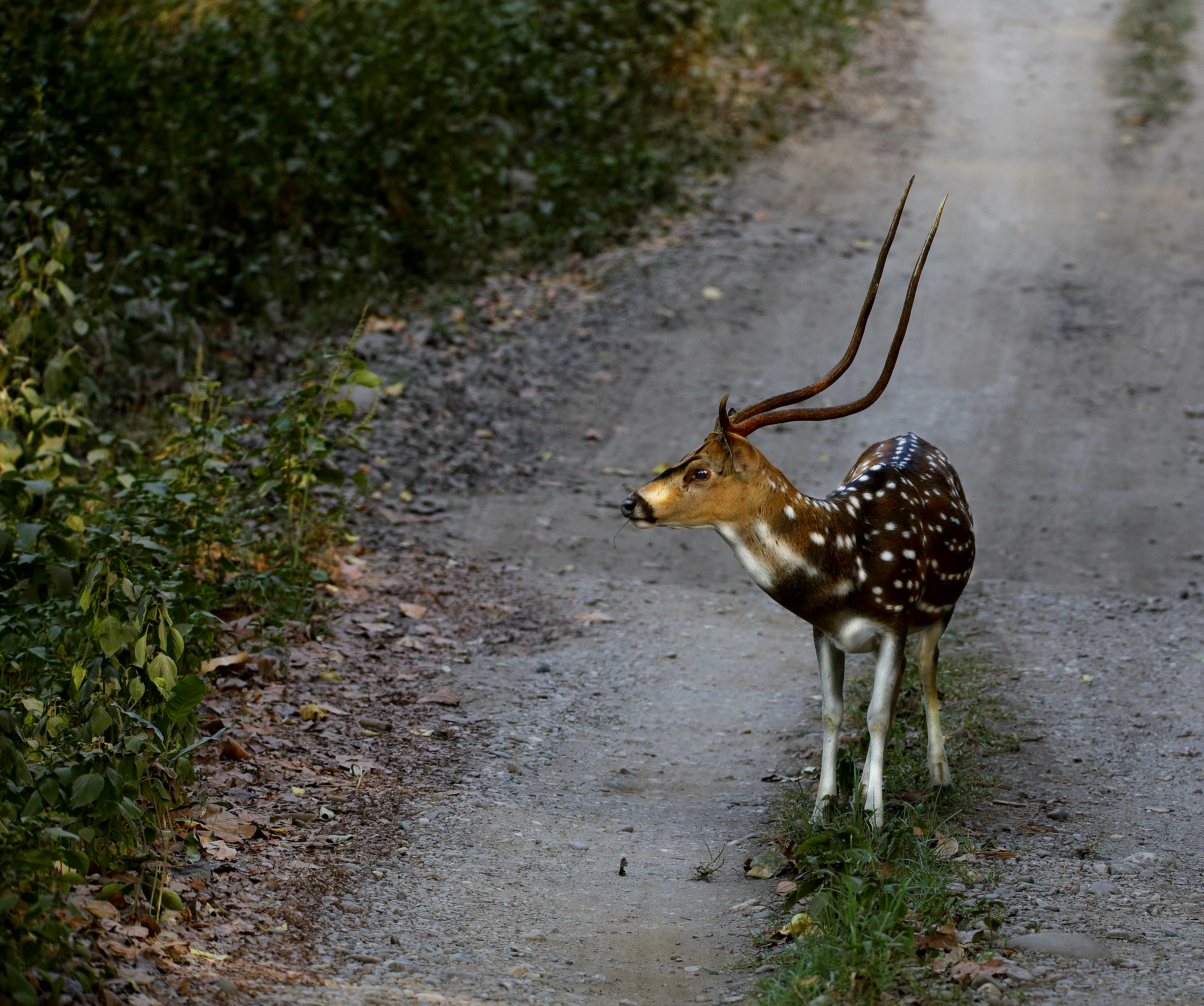corbet dhikaa safari