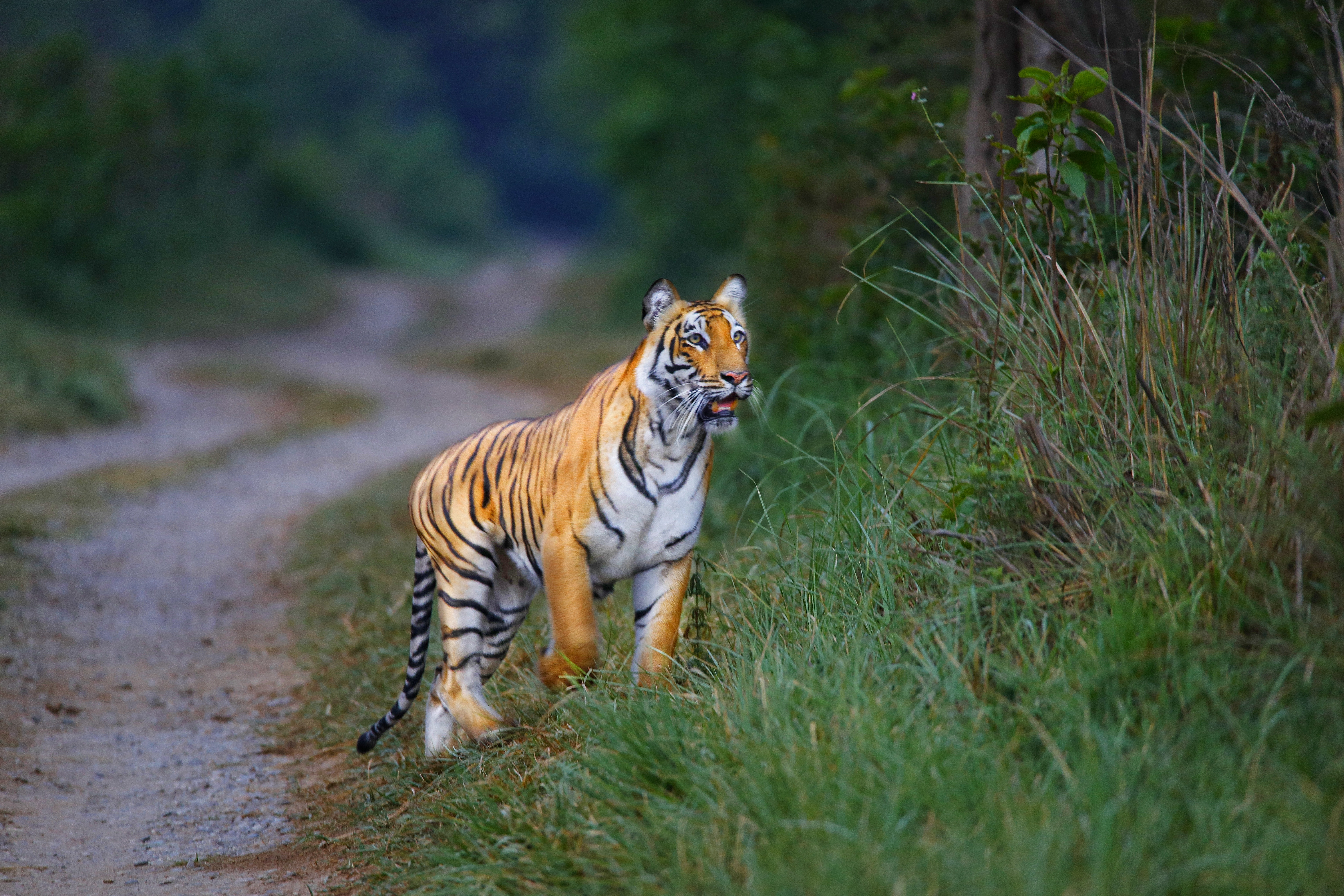 Wildlife and Spirituality Tour Corbett Rishikesh