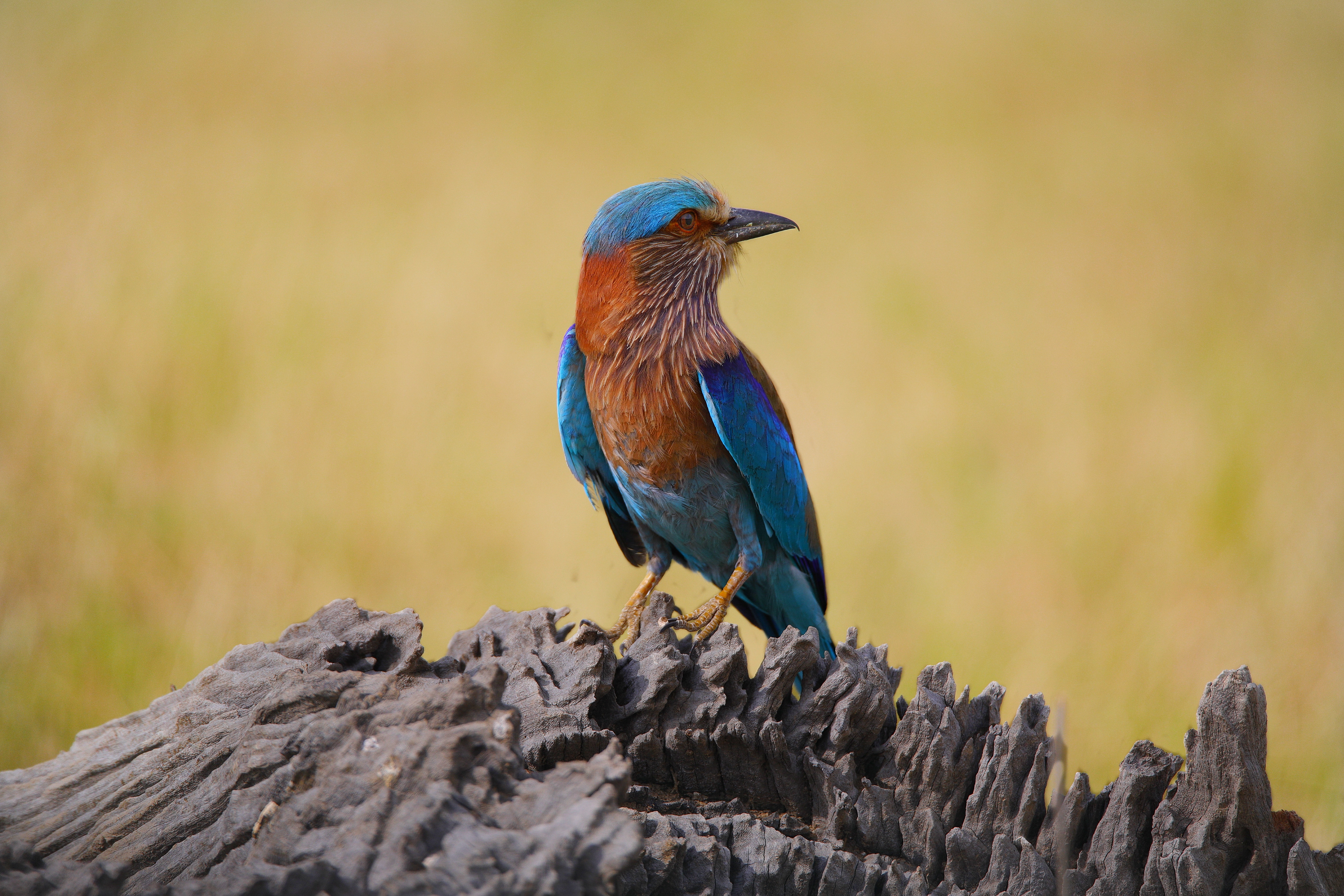 Jeep Safari in Corbett for birding