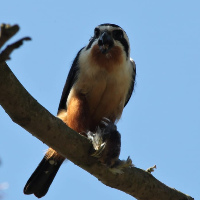 Corbett Wildlife Image