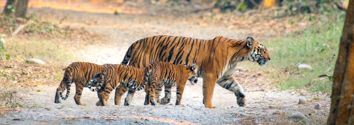 Jim Corbett region travel assistance